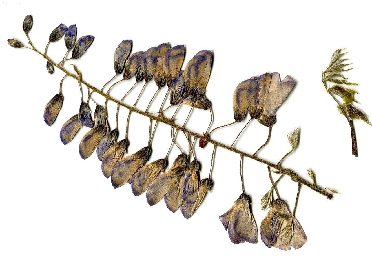 Wisteria sinensis (Fabaceae)
